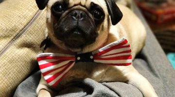 Make These Doggie Bow Ties Today