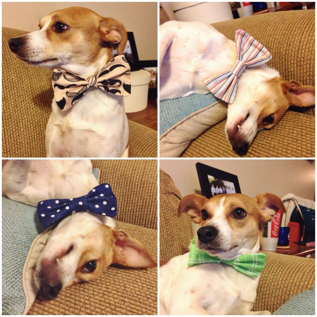 Here is Murphy modeling four different doggie bow-ties of my own design. He really is a little diva. Learn how to make your own in the tutorial below. 