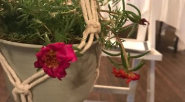 Make Your Own Macramé Plant Hanger