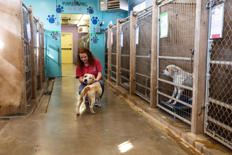 One Pet at a Time Fostering Keeps Abilene Animal Shelter Thriving