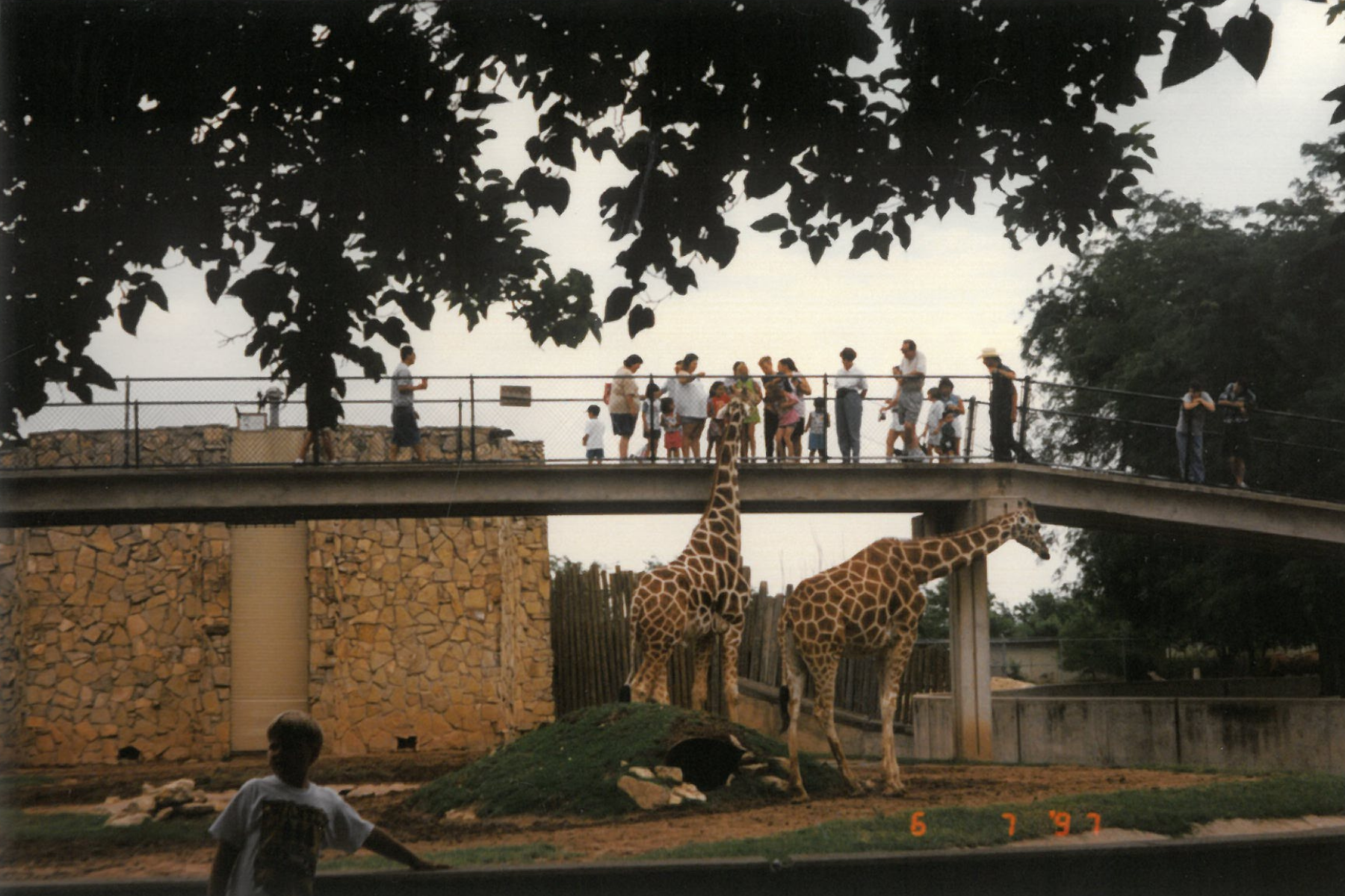 Abilene Zoo 60th Anniversary Celebration - Abilene Scene