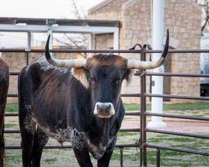 6.-longhorn 54371311938 o