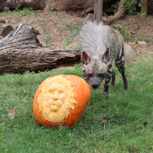Boo-at-the-Zoo-Animal-enrichment