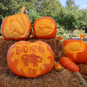 Boo-at-the-Zoo-Pumpkin-carvings